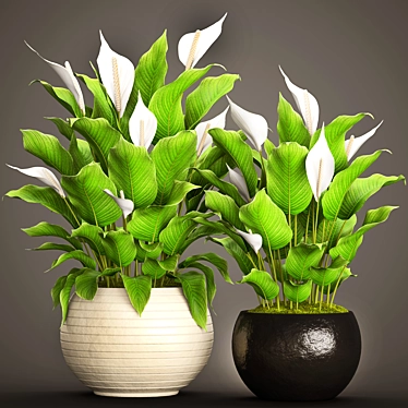 Lush Potted Collection: 50 Spathiphyllum 3D model image 1 