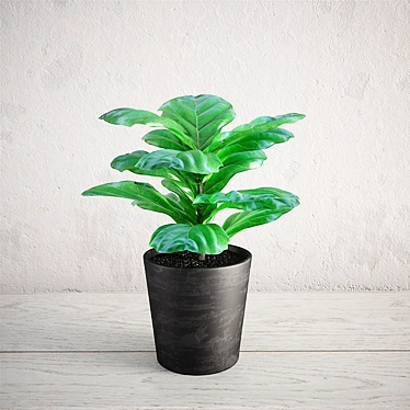 Ficus Lyrata Mini - High-Quality Interior Plant 3D model image 1 