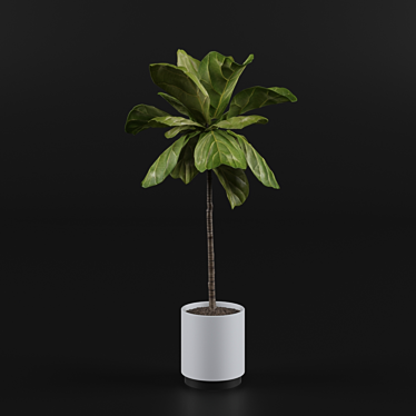 Elegant Fiddle Leaf Fig 3D model image 1 