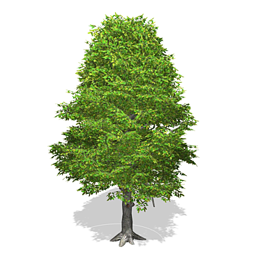 Realistic Textured Tree Model 3D model image 1 