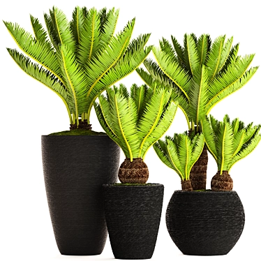 Potted Cycas Collection 3D model image 1 