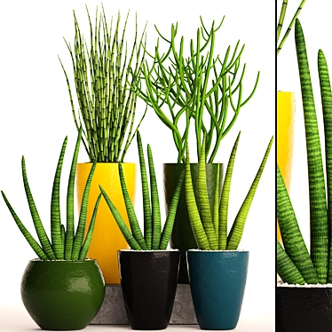 58 Piece Sansevieria Collection in Pots 3D model image 1 