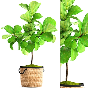 Lyrical Ficus: Elegant Greenery 3D model image 1 