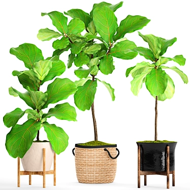 Lush Potted Ficus Lyrata 3D model image 1 