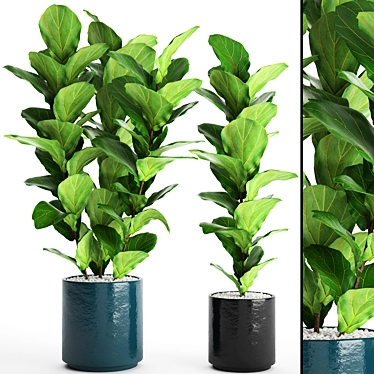 Lush Ficus Lyrata Collection: 61 Potted Plants 3D model image 1 