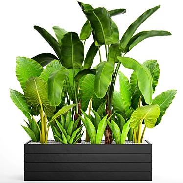 Tropical Plant Collection: Banana Palm, Alocasia, Asplenium 3D model image 1 
