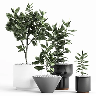 Modernica Ceramic Ficus Planters 3D model image 1 