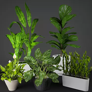 Modern Indoor Plant Collection 3D model image 1 