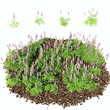 Beautiful Lupinus Perennial Flowers 3D model image 1 