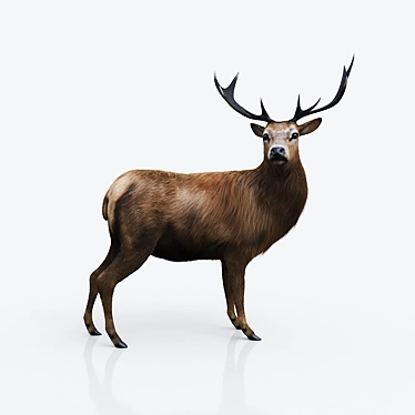 Wild Forest Deer Sculpture 3D model image 1 