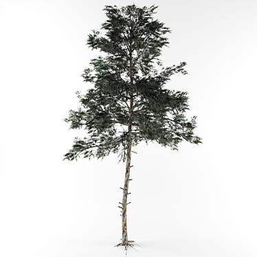 3D Pine Tree Model 3D model image 1 