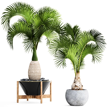Tropical Bottle Palm Collection 3D model image 1 