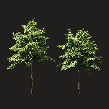 Green Summer Tree Models 3D model image 1 