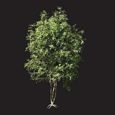 Summer Tree Model - Mid Range 3D model image 1 