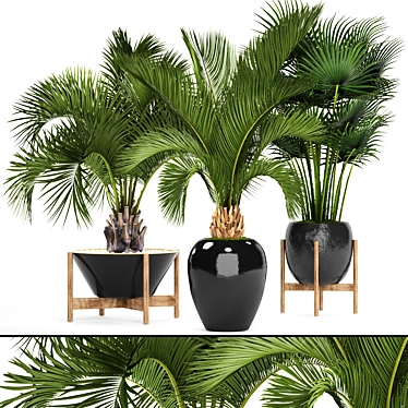 Tropical Oasis: Palm Tree Collection 3D model image 1 