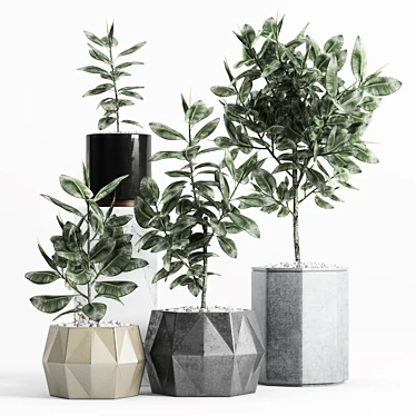 Variegated Ficus Elastica in Various Planters 3D model image 1 