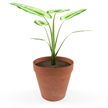 Houseplant Madras