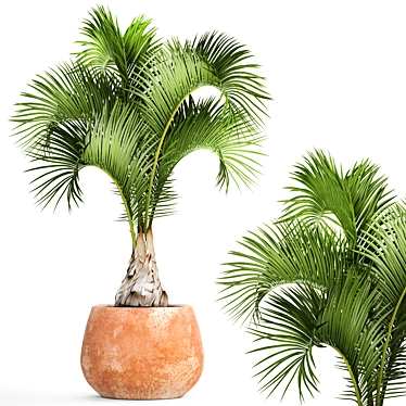  Bottle Palm Tree: Exotic and Beautiful 3D model image 1 