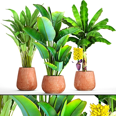 Tropical Plant Combo: Ravenala & Banana 3D model image 1 