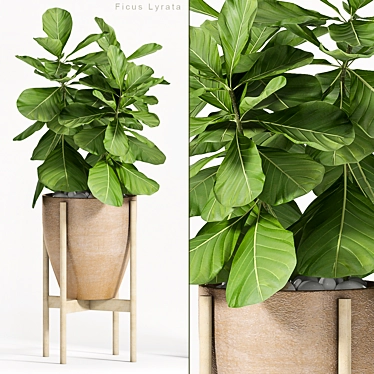 Stylish Ficus Lyrata: Green Elegance 3D model image 1 