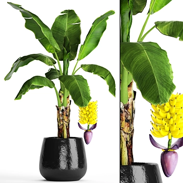 Fruitful Banana Palm 3D model image 1 