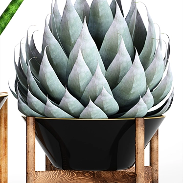 Tropical Plant Collection: Agave, Alocasia, Sansevieria 3D model image 1 