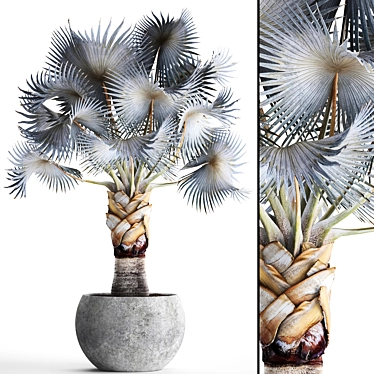 Noble Blue Bismarckia Palm 3D model image 1 