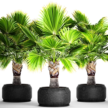 Exotic Brahea Edulis Palm 3D model image 1 