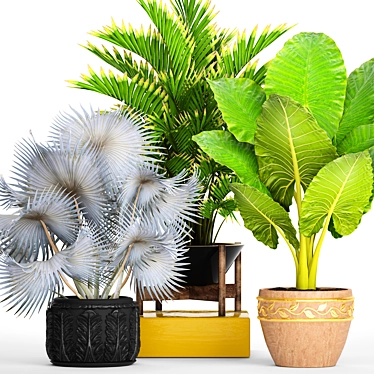 Tropical Plant Collection: Bismarkia, Alocasia, Howea 3D model image 1 