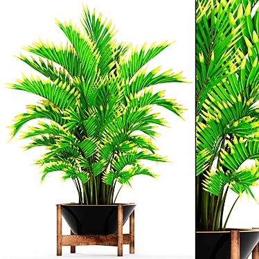 Elegant Howea Forsteriana Palm 3D model image 1 