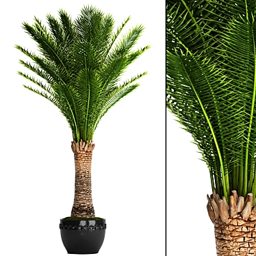 Exquisite Date Palm Tree 3D model image 1 