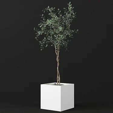 Small Ficus Benjamin Model - 129cm 3D model image 1 