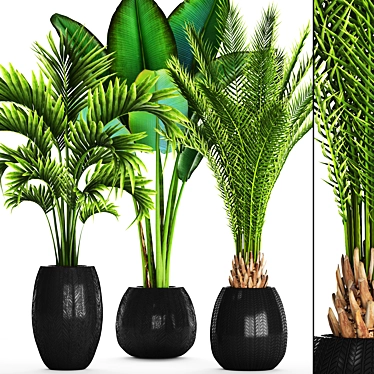 Tropical Plant Collection: Date Palm, Hovea, and Ravenala 3D model image 1 