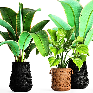 Tropical Plant Collection: Banana Palms 3D model image 1 