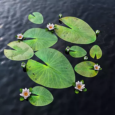 Exquisite Water Lily Scene 3D model image 1 