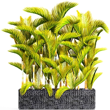 Yellowish Dypsis Palm Collection 3D model image 1 