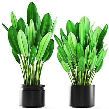Tropical Potted Plants 3D model image 1 