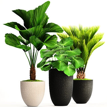 Exotic Plant Collection: Palm & Licuala 3D model image 1 