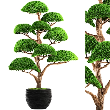 Niwaki Bonsai Cedar 3D model image 1 
