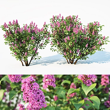Lilac Delight: 2 Sizes, 3 Colors 3D model image 1 