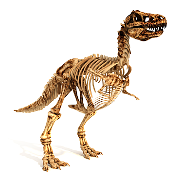 Trex Skeleton Replica 3D model image 1 