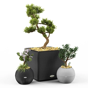 Crassula Money Tree Set 3D model image 1 