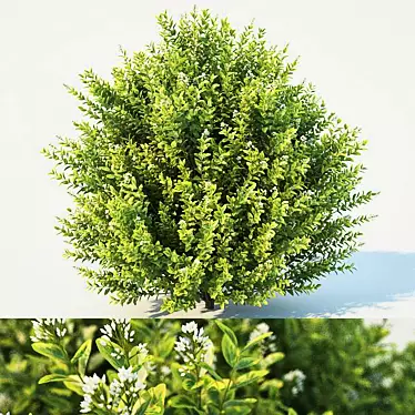 Lush Ligustrum: Breathtaking Foliage 3D model image 1 