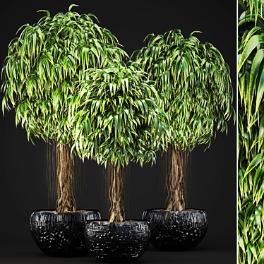 Exquisite Ficus Alii Collection 3D model image 1 