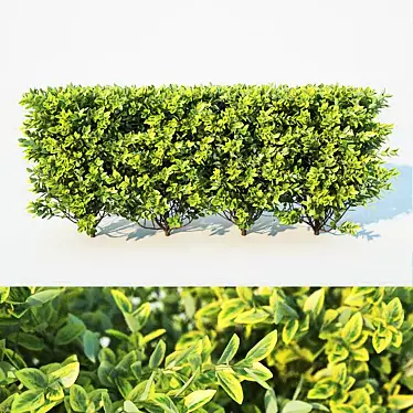 Versatile Ligustrum Hedge - 60cm Height 3D model image 1 