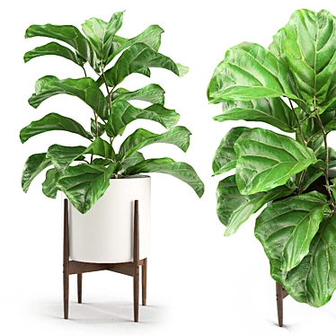 Tropical Statement: Ficus Lyrata Plant 3D model image 1 