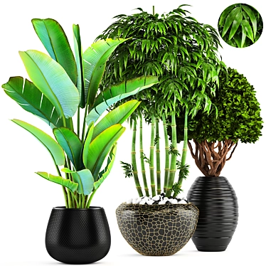 Exotic Bamboo and Topiary Collection 3D model image 1 