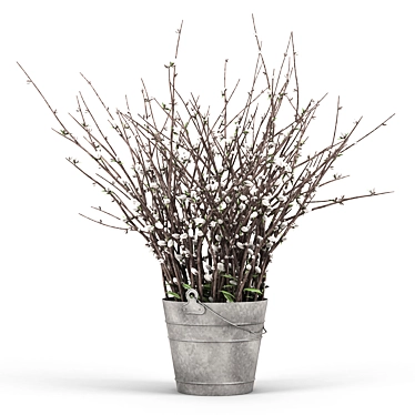 Silvery Willow Flowering Plant 3D model image 1 