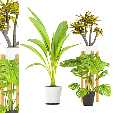 Tropical Plant Trio with Stylish Pots 3D model image 1 