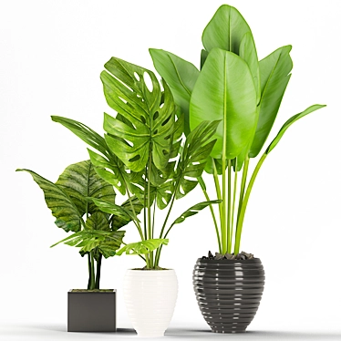 14 Different Indoor Plants: Bring Nature Inside 3D model image 1 